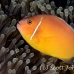 anemonefish_pink_et_beqa_h_0005_fij0337.jpg